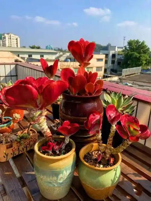 唐印属于景天科珈蓝菜属多肉,原生于南非地区,它的叶片虽然不如石莲属