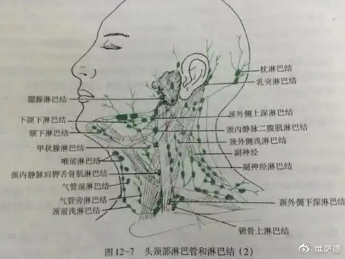 第13期:甲状腺癌颈部淋巴结的分区及清扫范围如何确定?