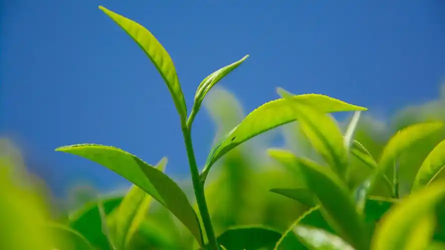 鲜嫩翠绿的茶树叶绿色高清桌面壁纸