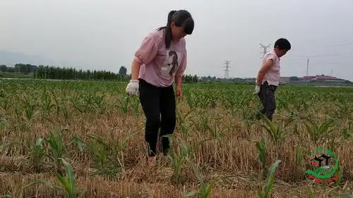 乡村小生活:农村姑娘下地干农活,带你见识现实版的"拔苗助长"_哔哩