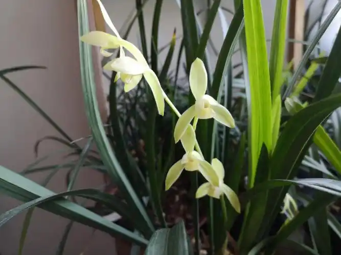 建兰传统经典素花福州素荷