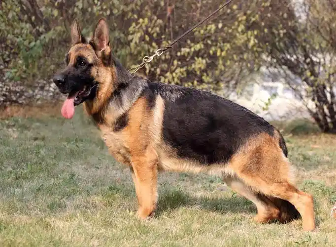 母犬欣赏-鞍山天兵网络文化科技有限公司_牧羊犬在线-德国牧羊犬信息