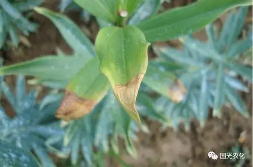 技术百合叶片为什么干尖黄化