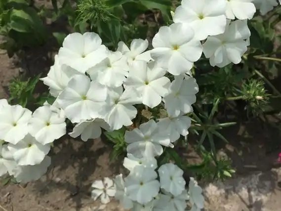 福禄考种子几月份播种 繁殖方式