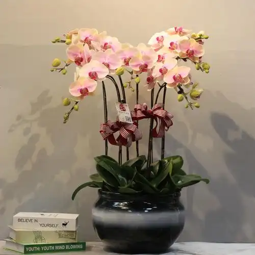 配送上海蝴蝶兰盆栽台湾新品粉色生日乔迁开业时令草本花卉