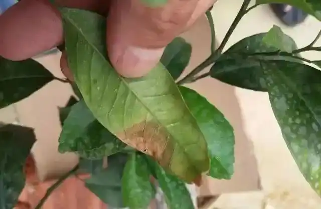 复合肥液烧根后