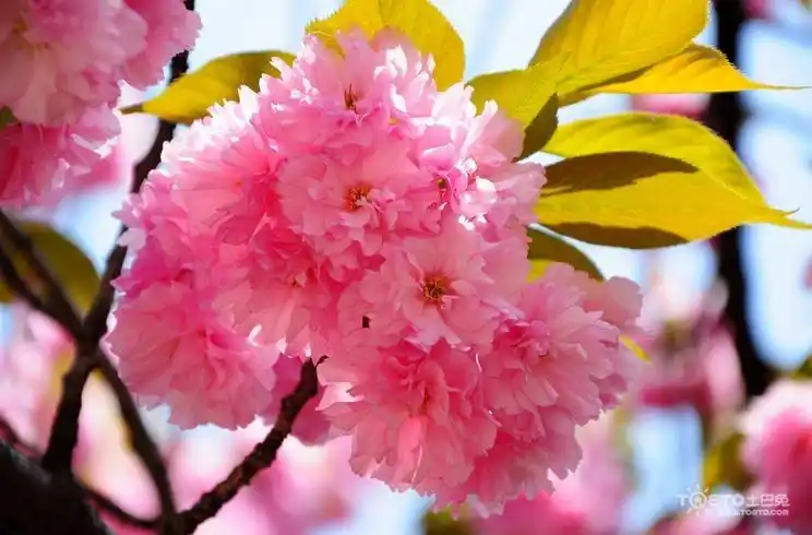 日本晚樱图片欣赏魅力晚樱就开7天