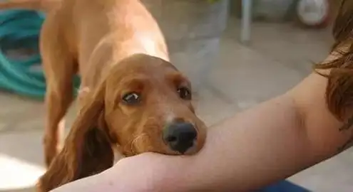 服装店宠物狗咬人(商店的狗咬到人怎么办)