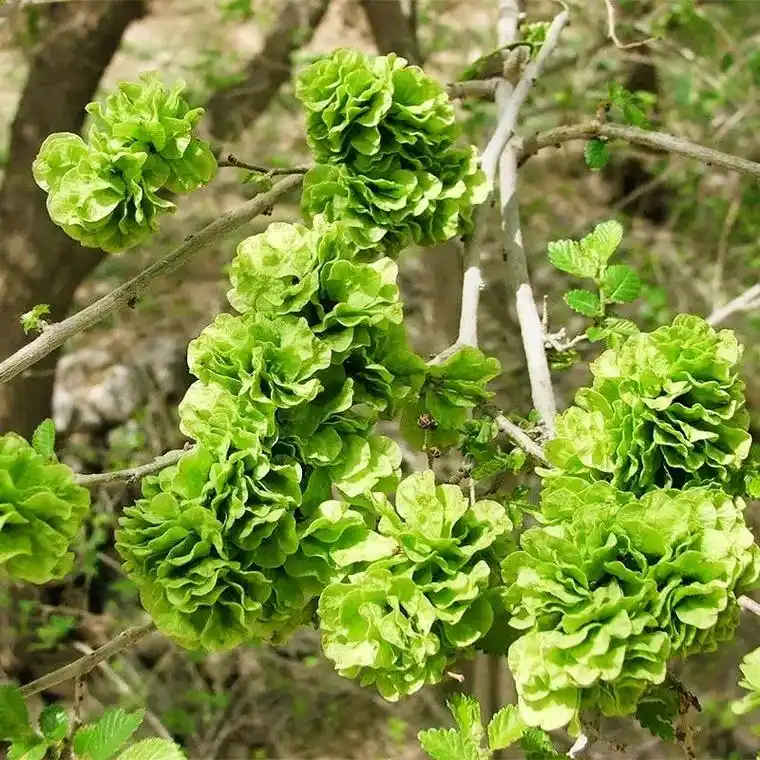 院内偶有千余棵金钱榆,每到这个季节又到了吃榆叶窝窝头的时候, - 抖