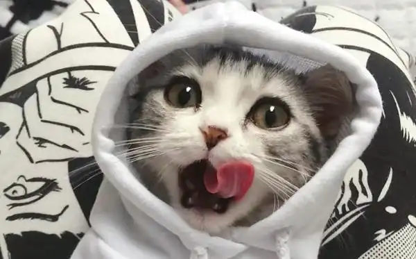 主播王泡芙头像