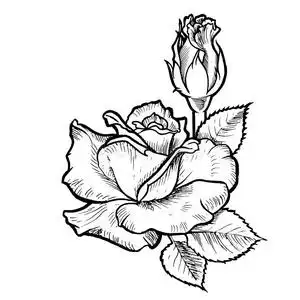 线条玫瑰花线条图片