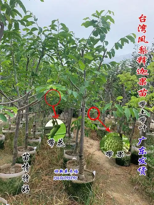 果苗释迦果树树苗台湾凤梨接嫁荔枝果林好养果树