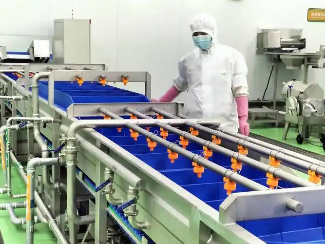 记者在众合现代生态农牧有限公司的净菜加工车间内看到,工人们正在