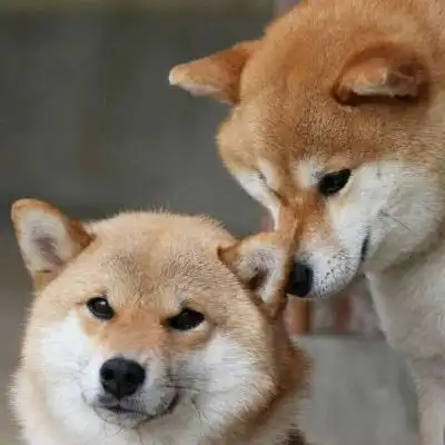 狗狗情侣头像超萌一对 哈士奇情侣头像一对图片