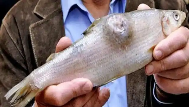 日本福岛核泄漏后果:"变异"动物满街跑,模样一个比一个瘆人