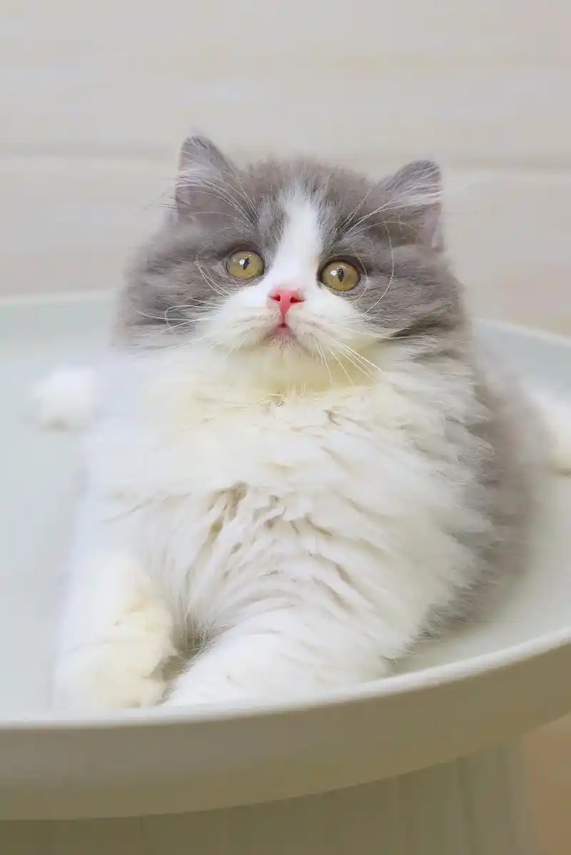 高地长毛蓝白找新家 可上门自提