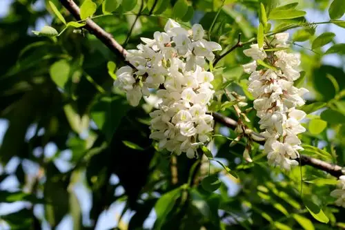 槐树花开了……严焕文摄影