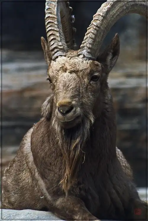 有气派的老山羊