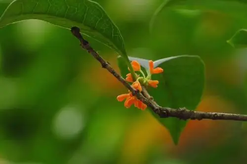 (桂花摄影散文)晚秋抱桂枝,心醉难自持