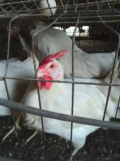 哪位大神有京粉二号蛋图片 - 蛋鸡养殖(饲养管理,疾病防控) - 鸡病