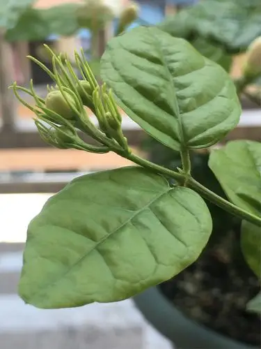 观察日志～～～双瓣茉莉花 水心小学 四(9)班 陈铭乐