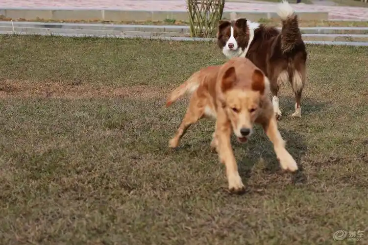 【欢乐萌宠第九季】阿拉斯加和金毛