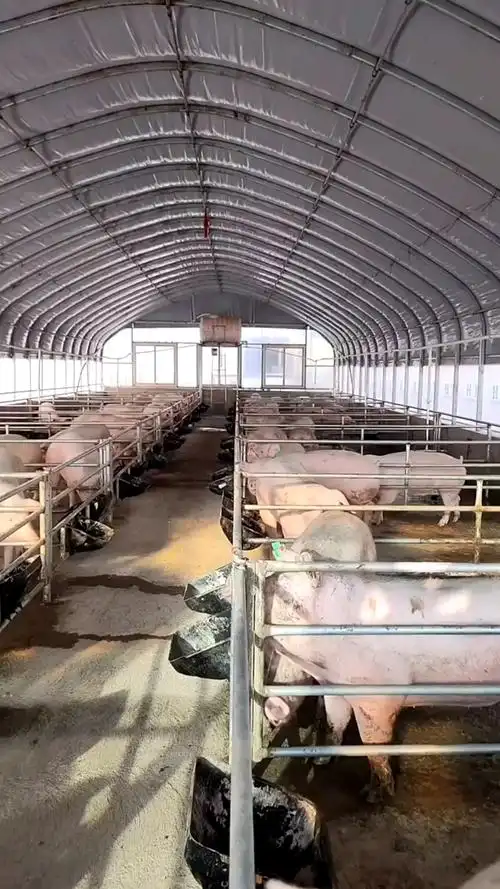 农村养猪#农村养猪大棚使用中#养猪人#阳光猪舍#新建养猪场#养猪大棚