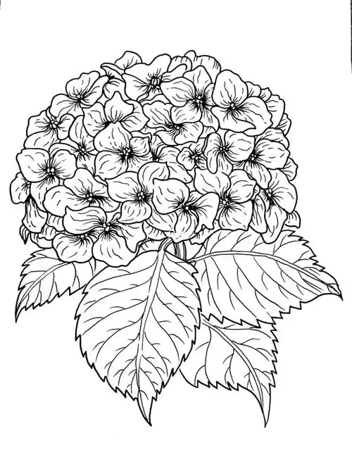 线描手绘/花卉临摹/绣球/046