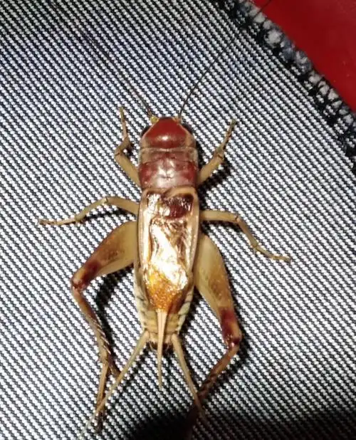 油葫芦欣赏:黄色,腿大,胡须长_高清图集_新浪网