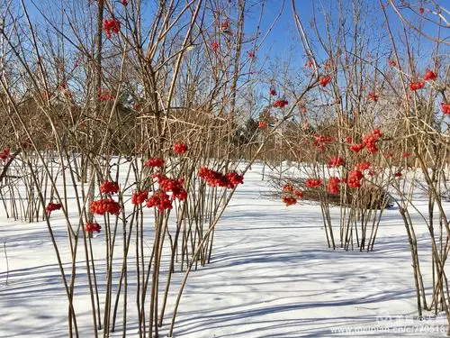 树丛中的的红果树.