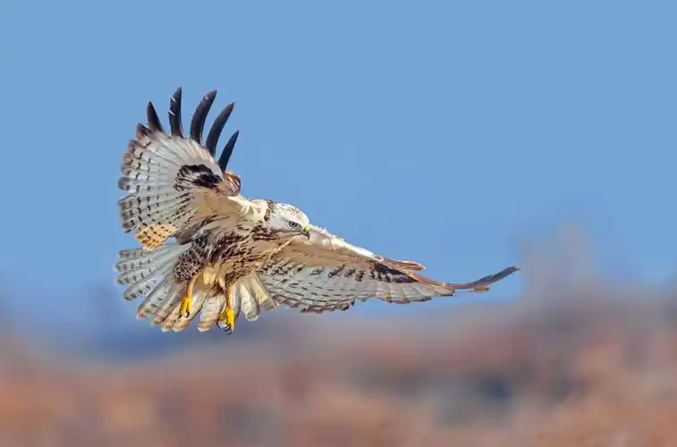 "打鸟",如何拍出清晰的飞鸟照片