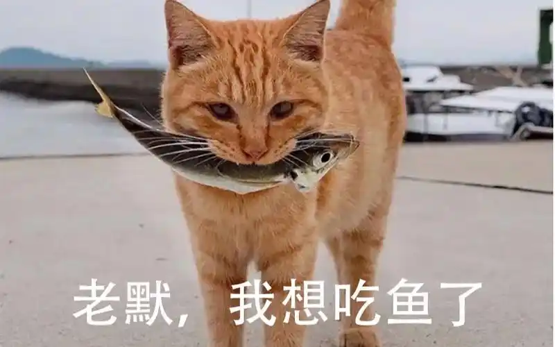 "告诉老默,我想吃鱼了"