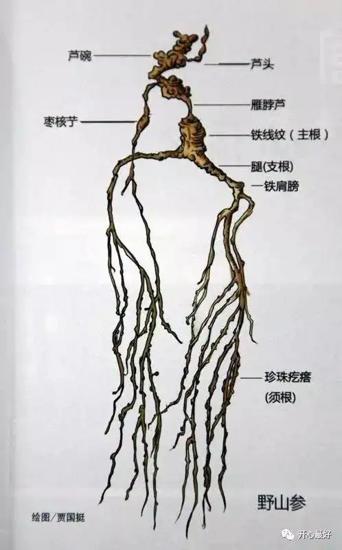 天地灵气化人形,恩泽万家需匠心——"人参密码"第二期