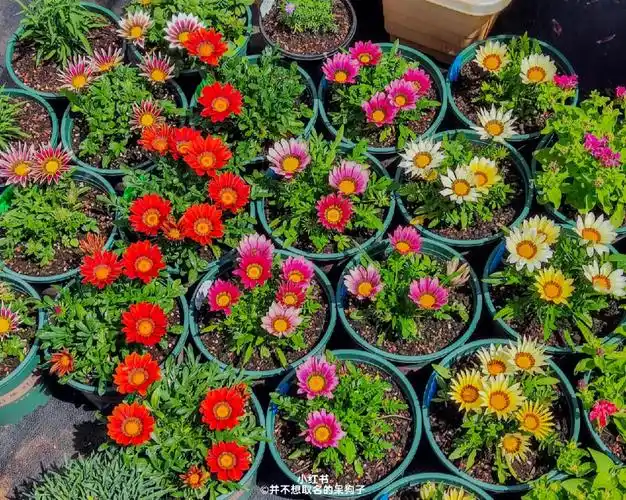 晒晒我的勋章菊