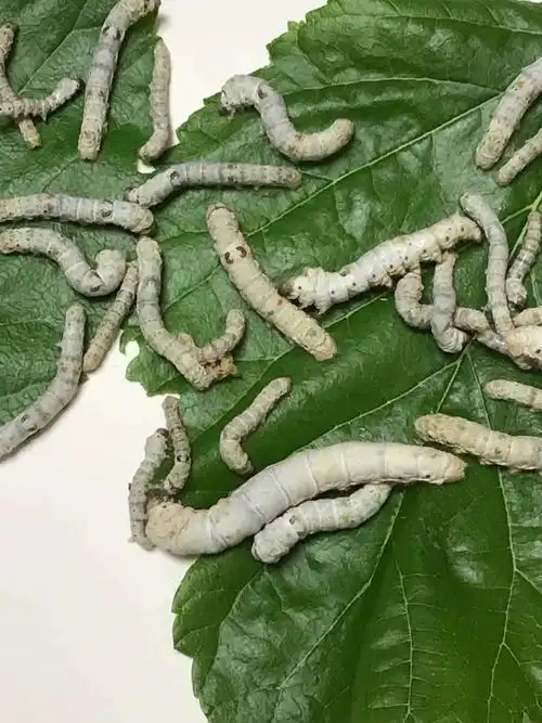 三(1)班秦伊朵蚕宝宝日记