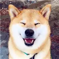 秋田犬蠢萌头像,秋田犬头像搞笑图片-可爱头像