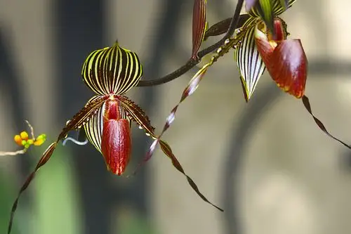 极品洋兰鉴赏(二)