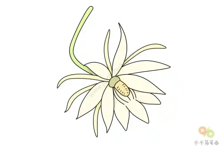 昙花简笔画