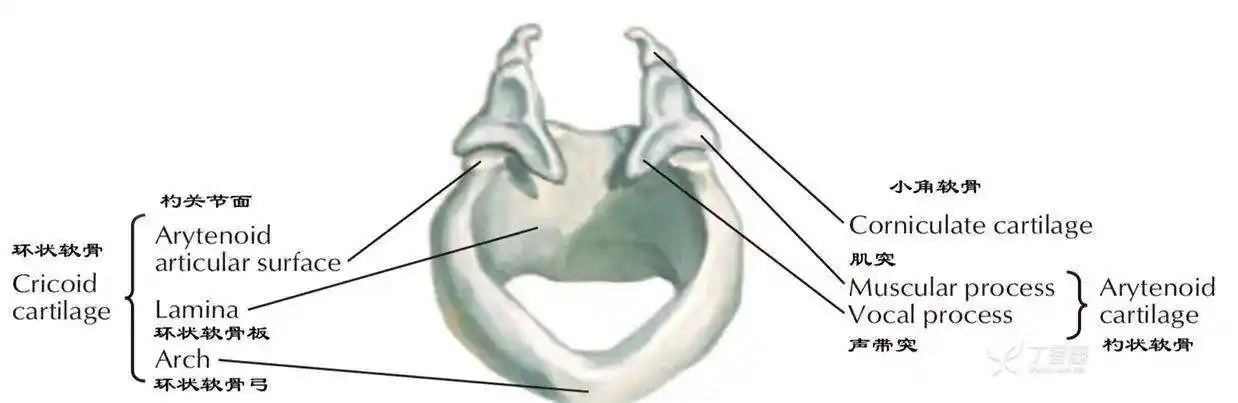 拔管后声音嘶哑别轻视,注意识别术后环杓关节脱位! - 丁香园论坛