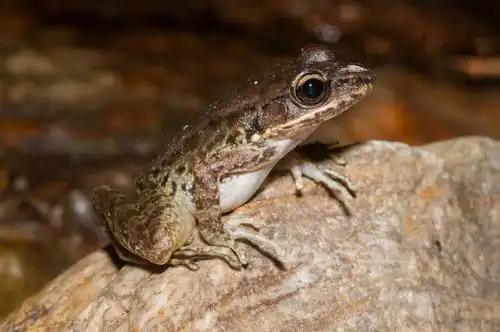 斯文豪氏赤蛙odorrana swinhoana (boulenger, 1903)