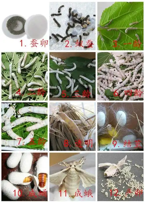 蚕宝宝观察饲养盒学生日记养蚕桑叶春蚕宝宝卵籽套装彩色茧蚕别墅