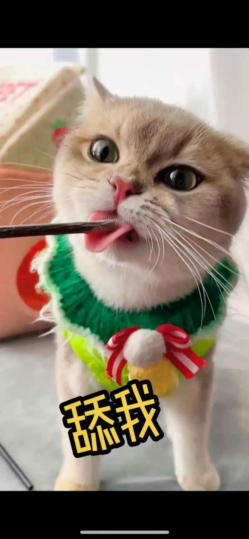 抖音图文来了 我愿意被这种小猫咪咬一口#傻猫 #萌宠出道计 - 抖