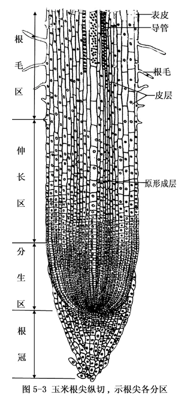 植物根尖结构示意图