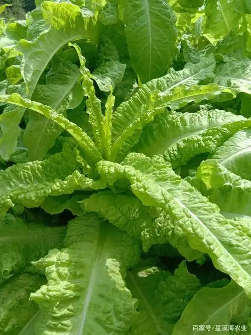 莴鸡菜又名鸡窝菜,含有丰富营养物质,维生素c含量较高,有消除多余脂肪