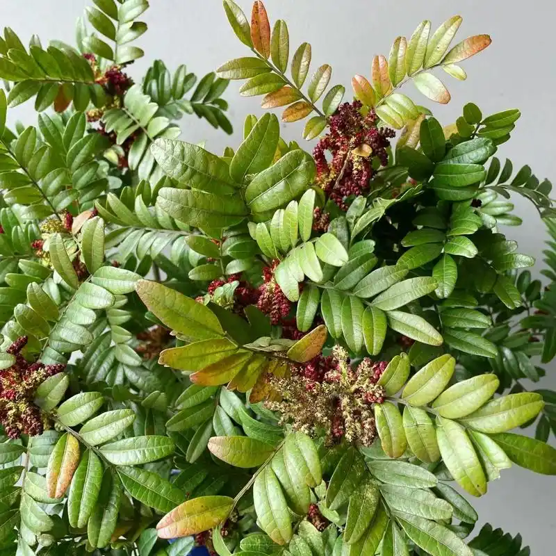 清香木01(开花版) 本扎清香木到手已是挂满花苞 养护1-2天花朵陆续