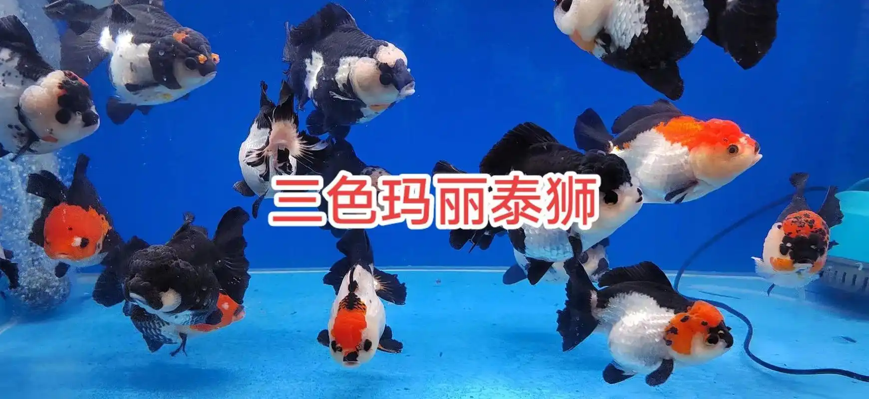 三色玛丽泰狮,黑白熊猫玛丽,原泰泰狮.还有玛丽苗将军苗. # - 抖音