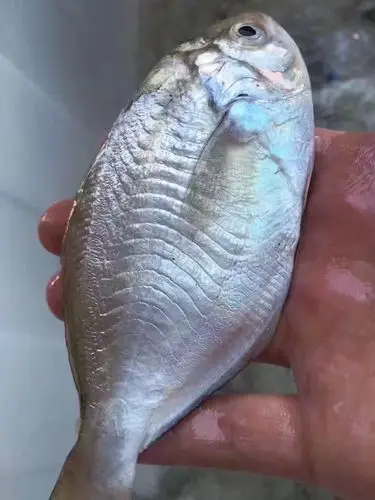 野生肉鲳.福建省内满200包邮,省外补拍运费差价,咨询客服