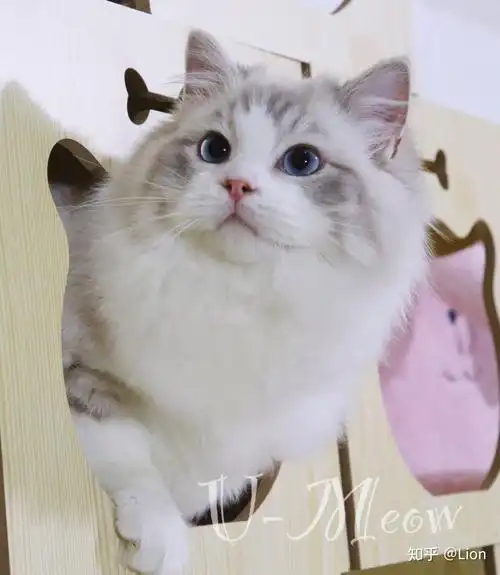 可以看看你家蓝山猫双布偶的的照片吗