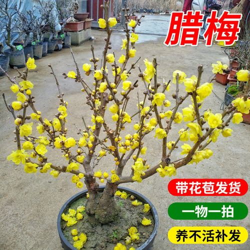 腊梅花树苗盆栽梅花盆景腊梅耐寒老桩浓香型花卉植物室内阳台花苗