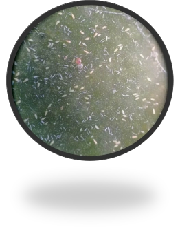 柑橘/柚 锈壁虱的发生与防治